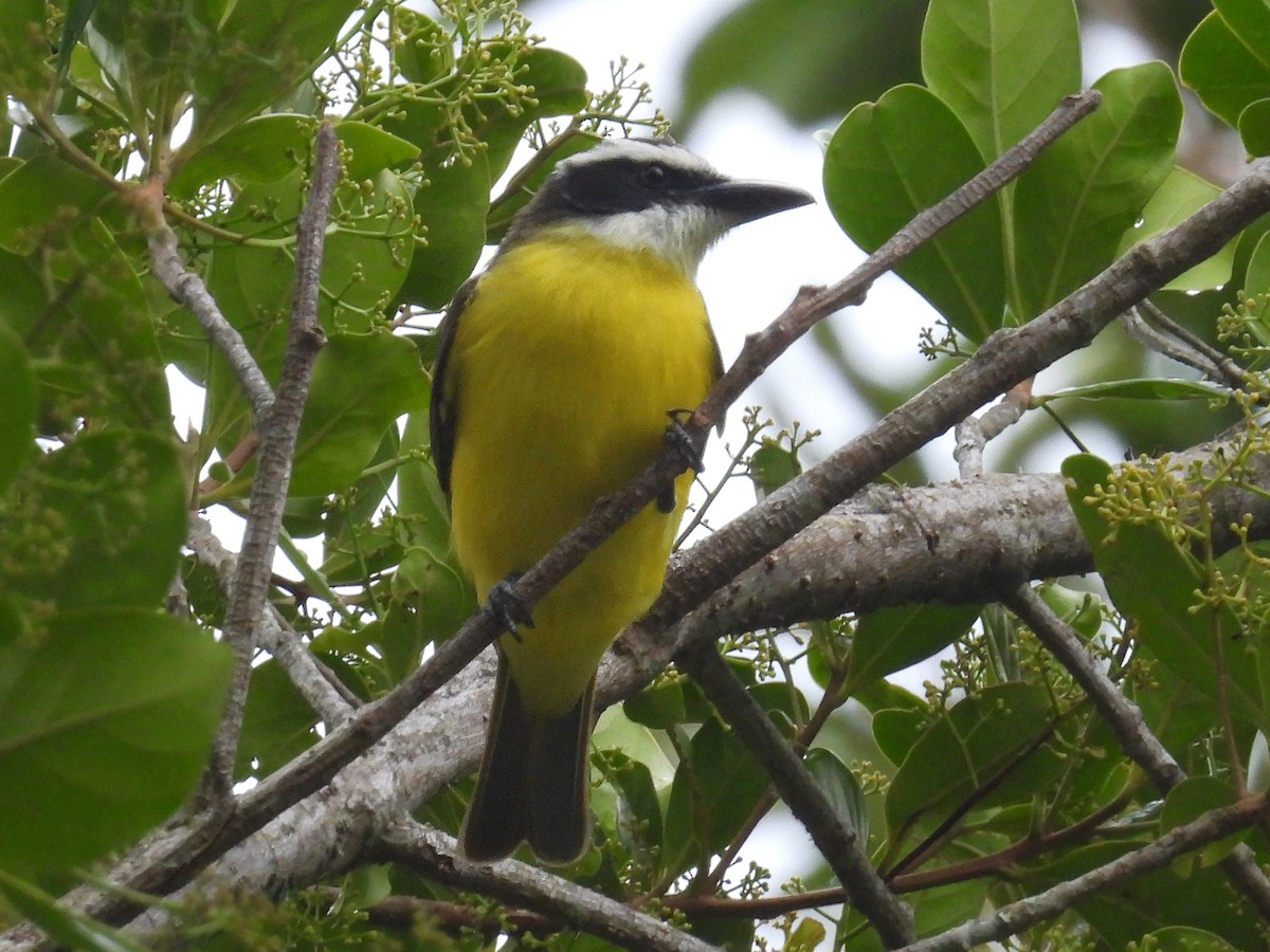 Boat-billed Flycatcher - Urs Geiser