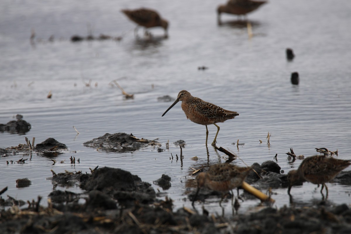 Long-billed Dowitcher - ML618037971