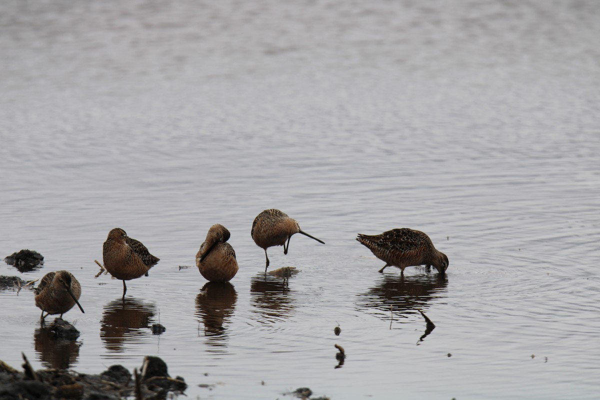 Long-billed Dowitcher - ML618037972