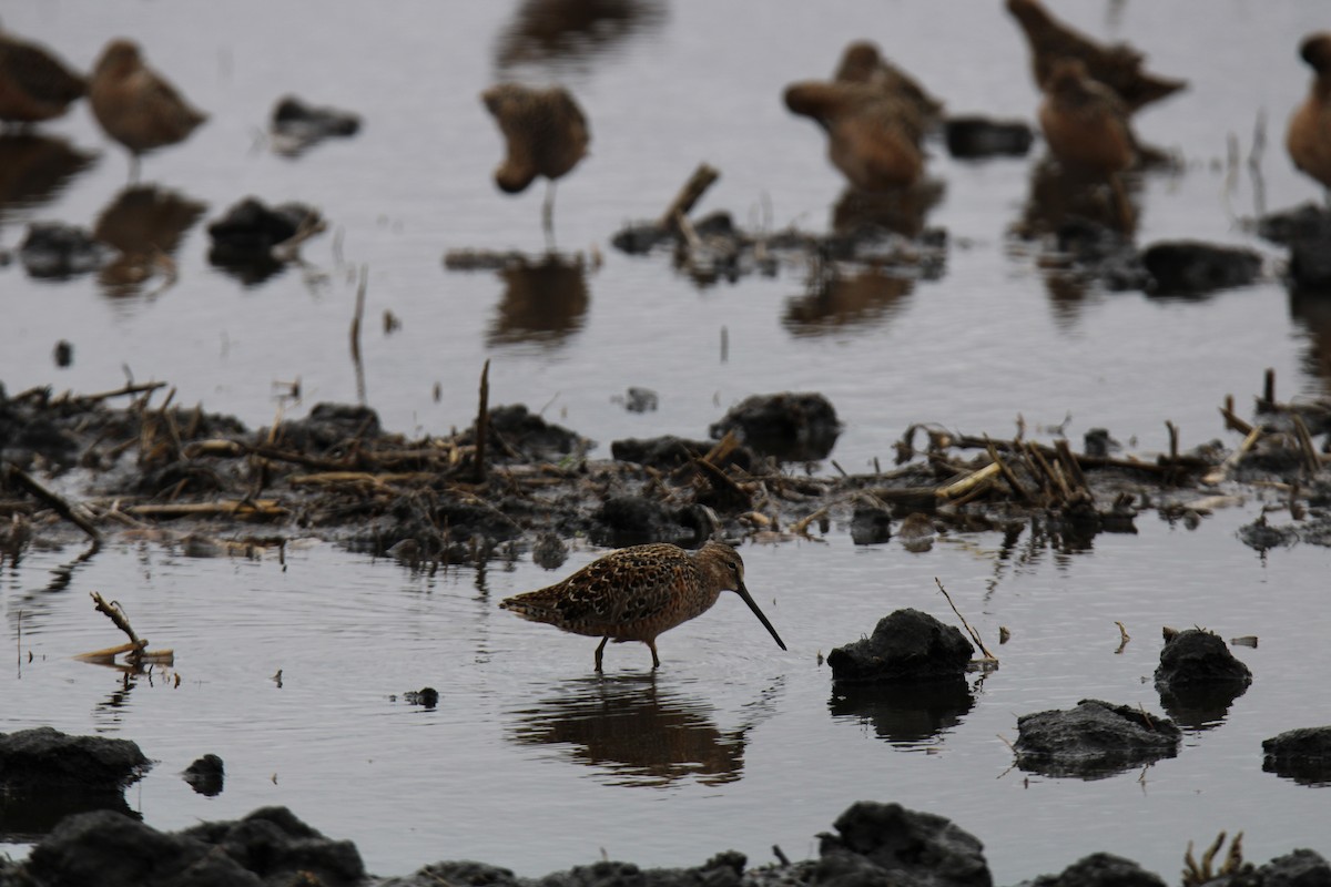 Long-billed Dowitcher - ML618037973