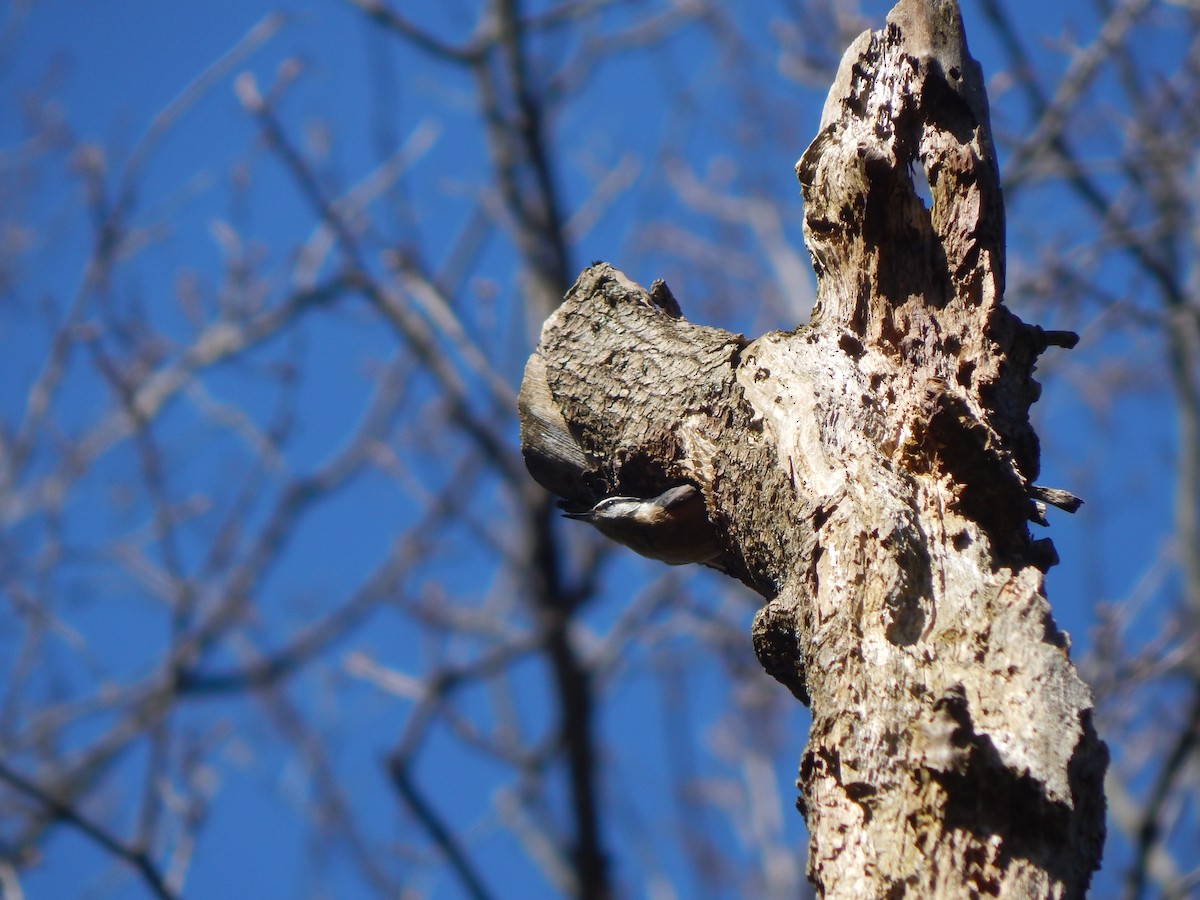 Red-breasted Nuthatch - ML618038007