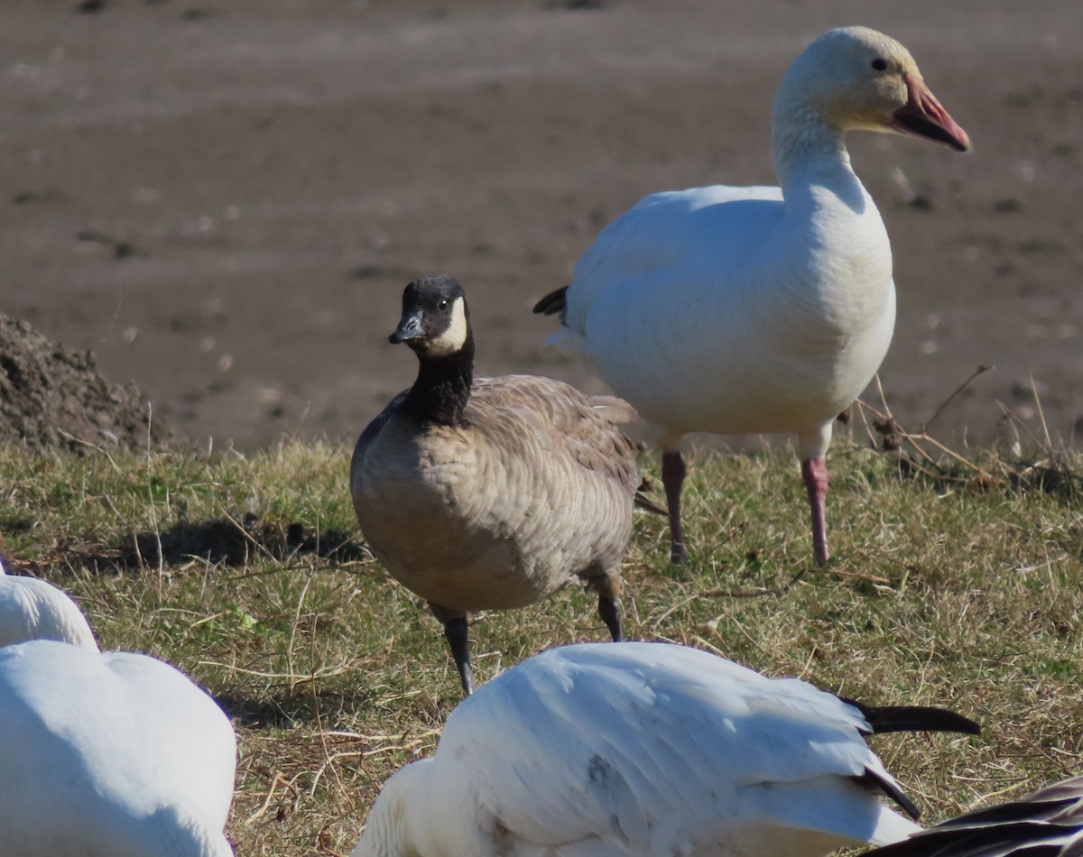 Cackling Goose - ML618038011