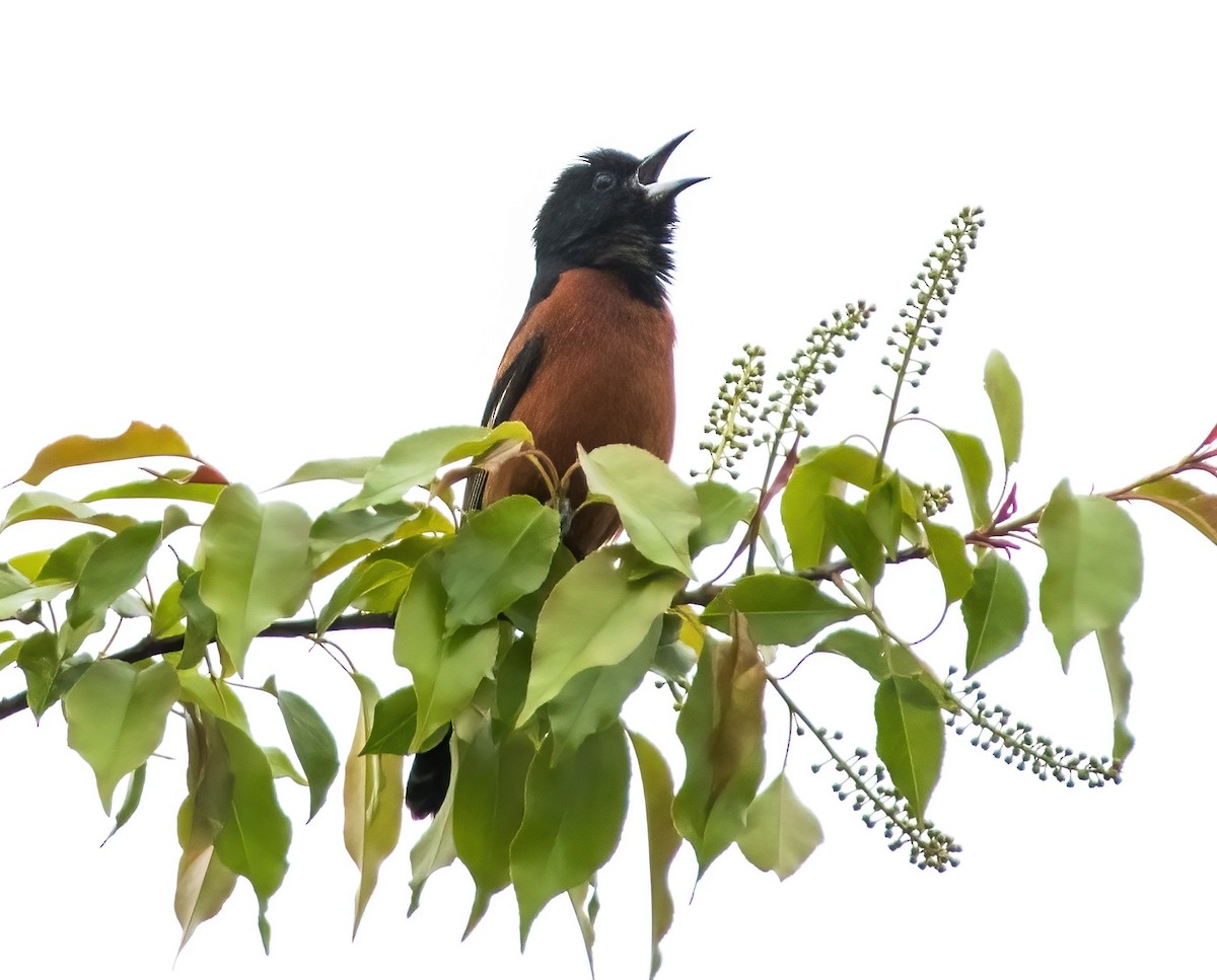 Orchard Oriole - Gregg Petersen