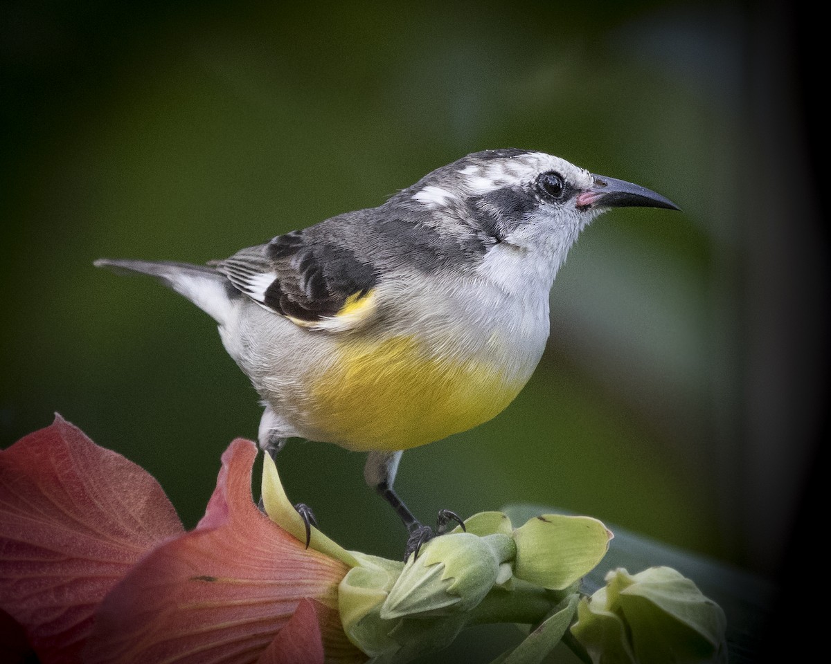 Bananaquit - Johanne Cousineau