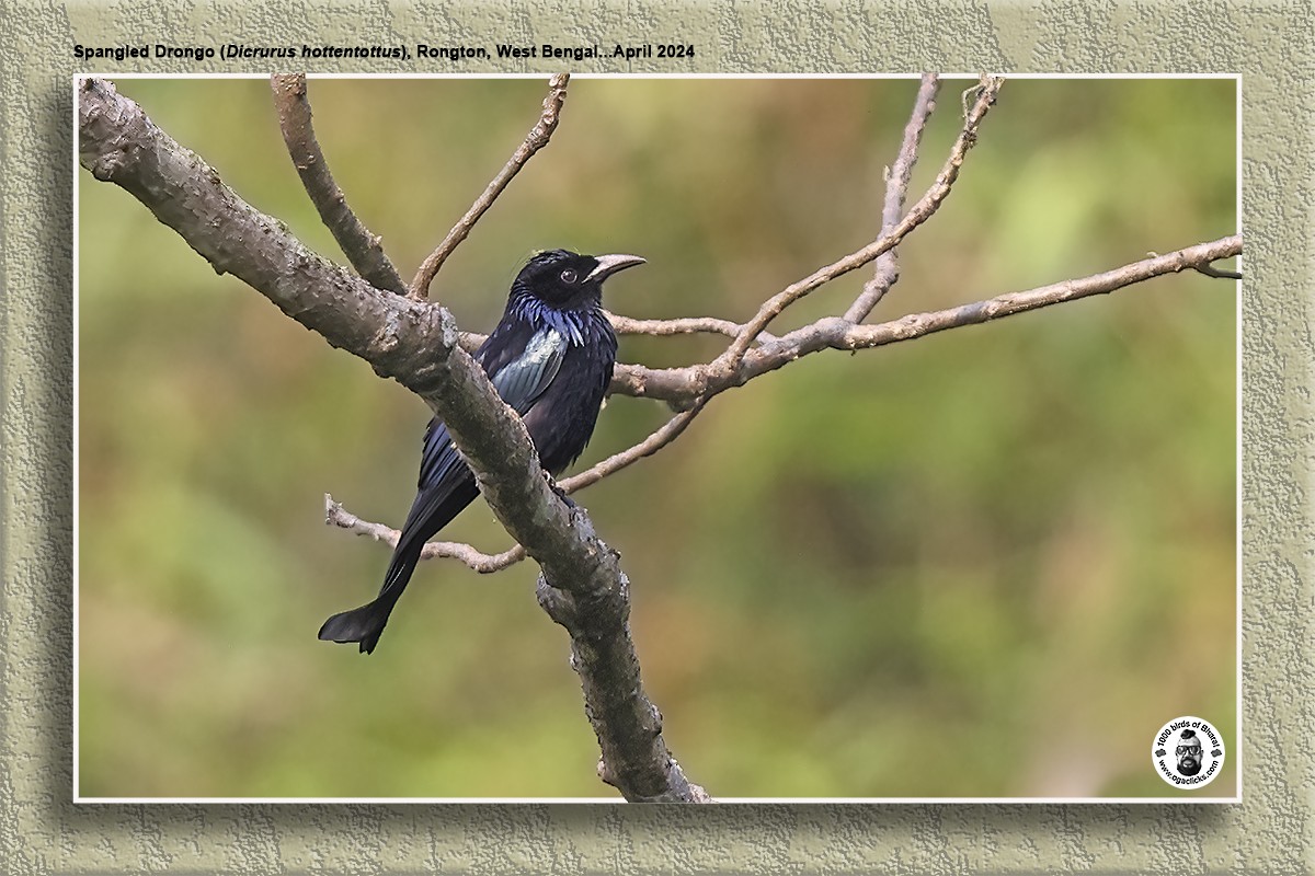 Hair-crested Drongo - ML618038058