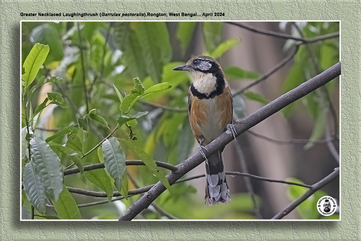 Greater Necklaced Laughingthrush - ML618038060