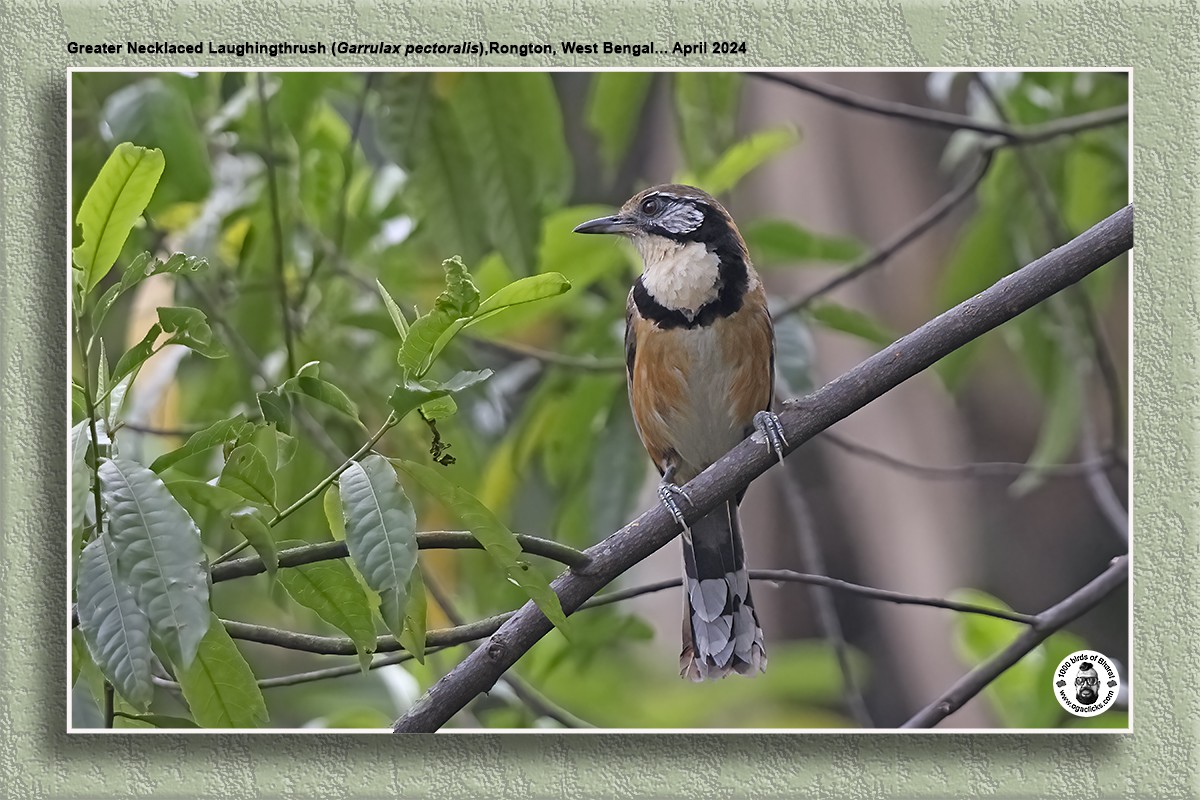 Greater Necklaced Laughingthrush - Saravanan Janakarajan