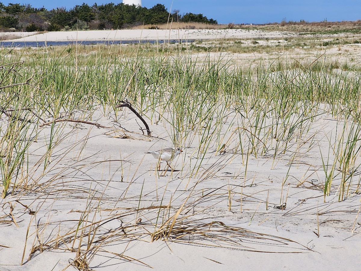 Piping Plover - ML618038063