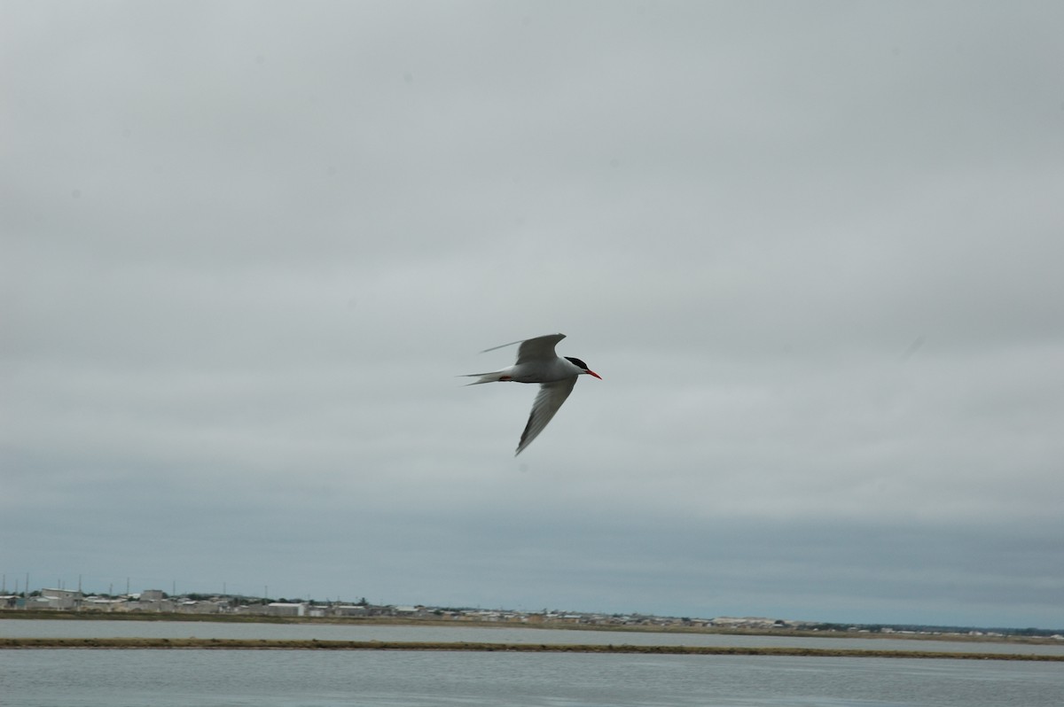 South American Tern - ML618038101