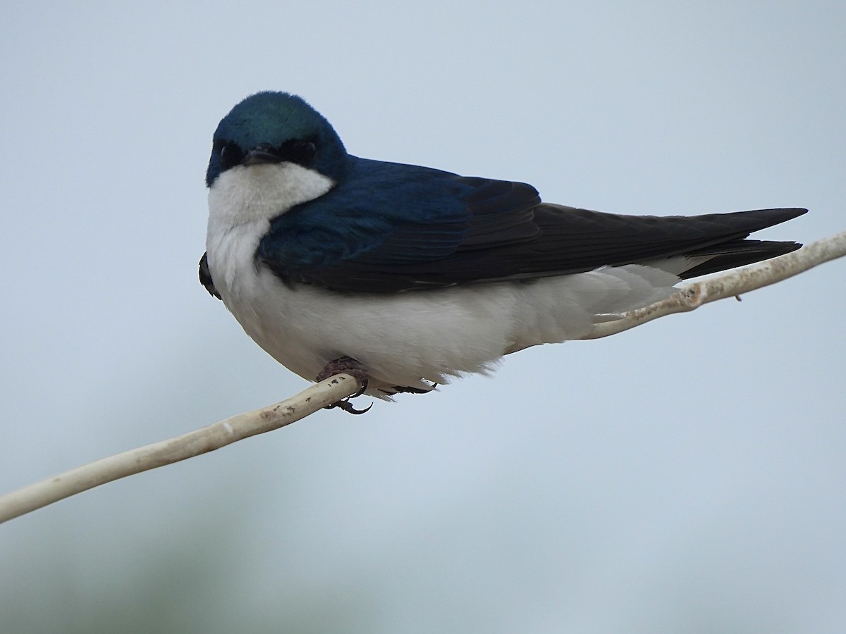 Tree Swallow - Hailey Whetten