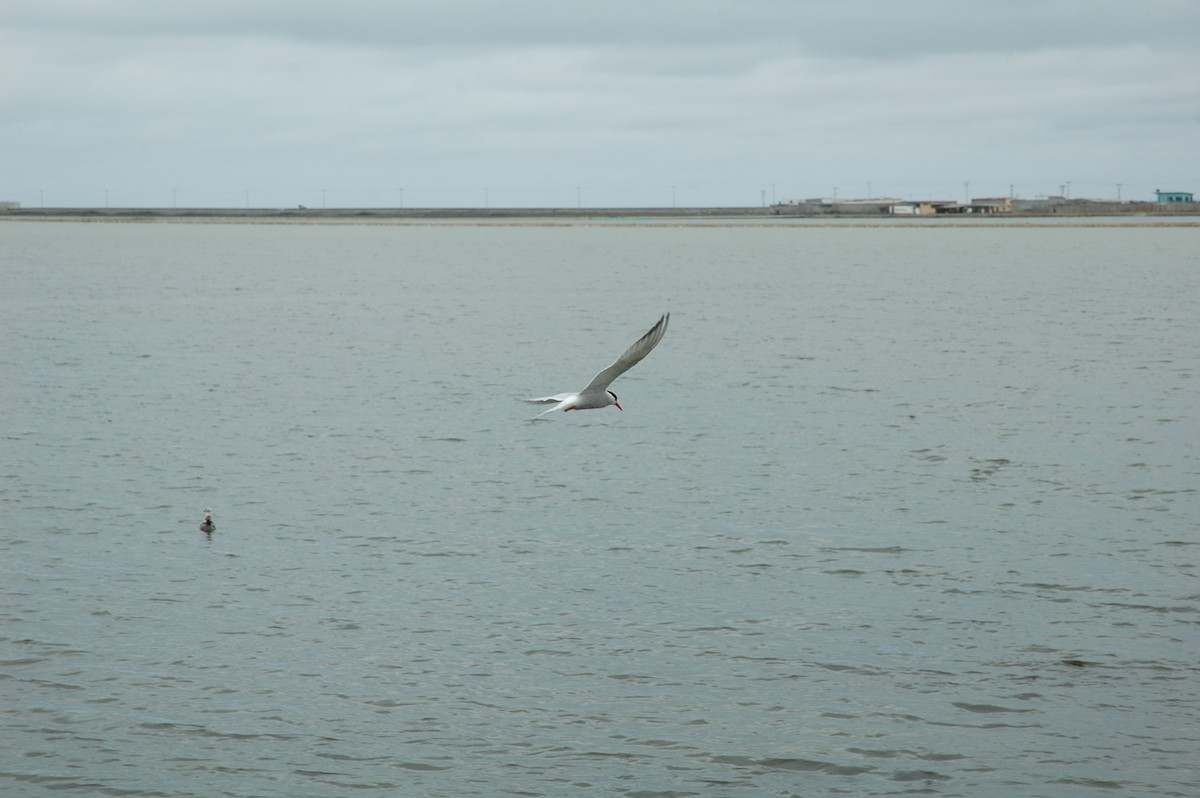 South American Tern - ML618038108