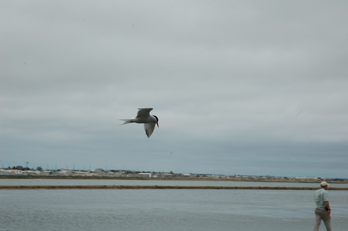 Falklandseeschwalbe - ML618038109
