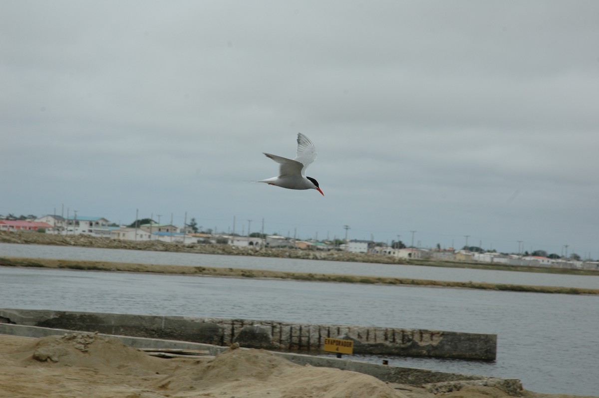 South American Tern - ML618038110