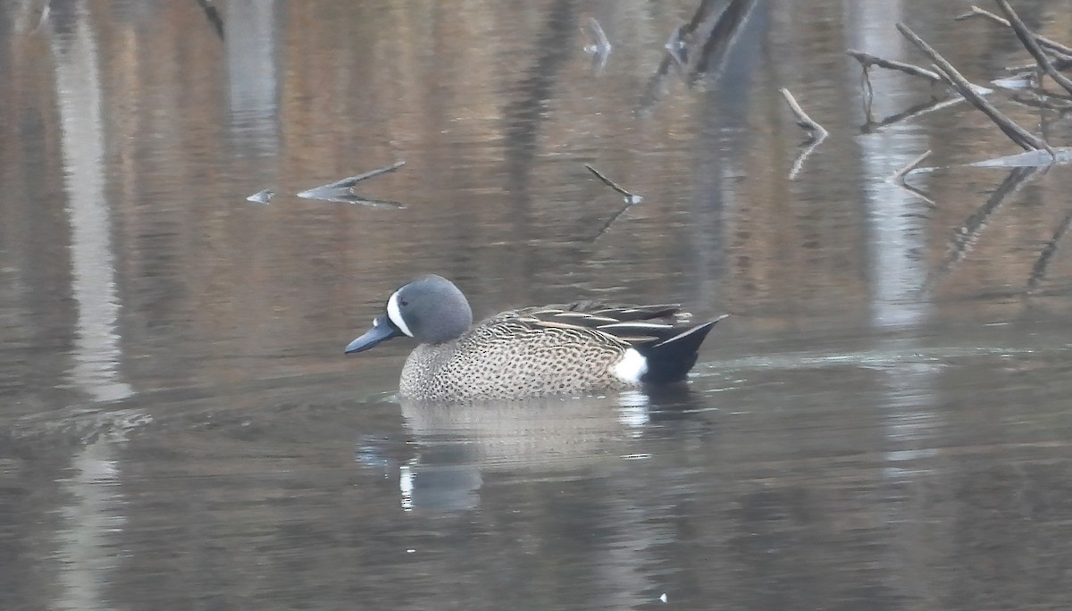 Blue-winged Teal - ML618038128
