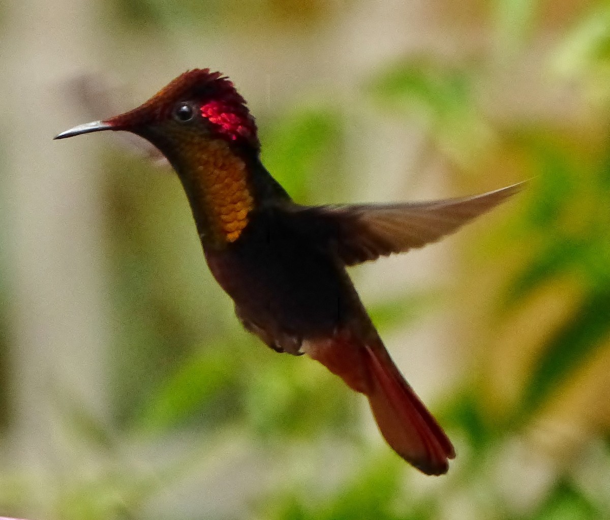 kolibřík červenohlavý - ML618038144