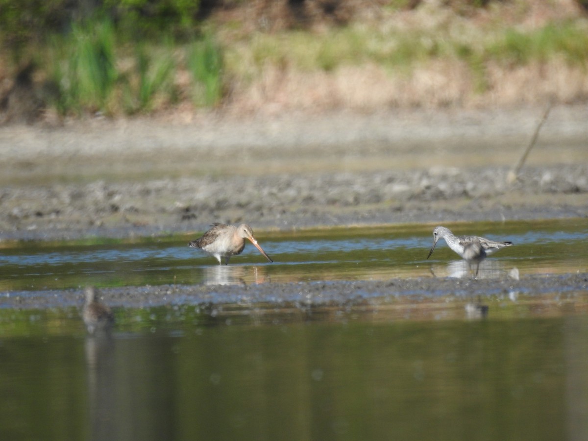 Black-tailed Godwit - ML618038160