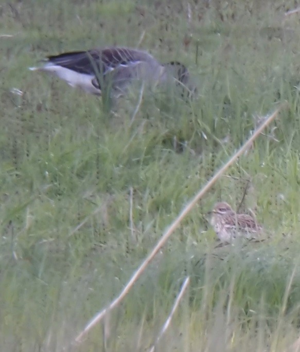 Eurasian Thick-knee - ML618038166