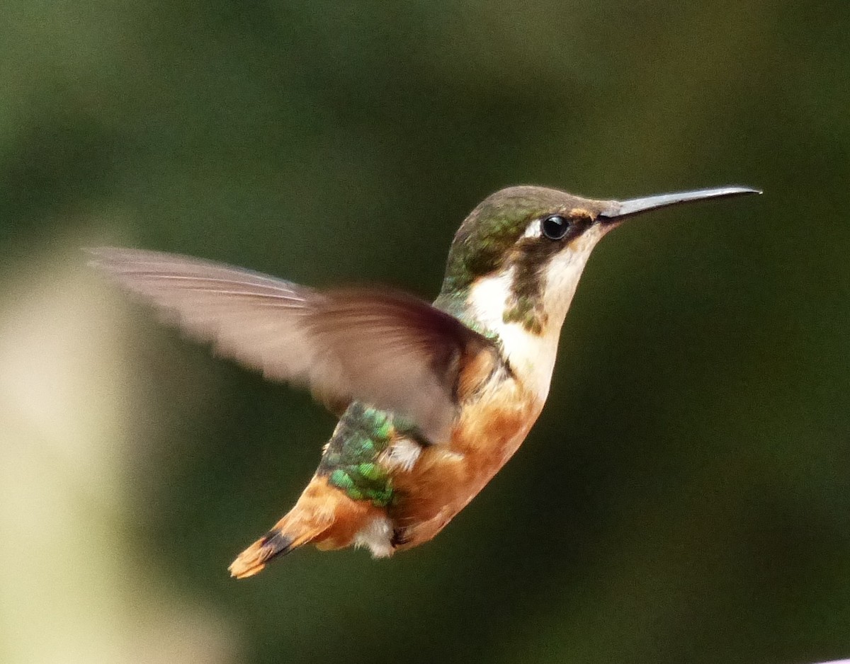 Colibri d'Héliodore - ML618038170