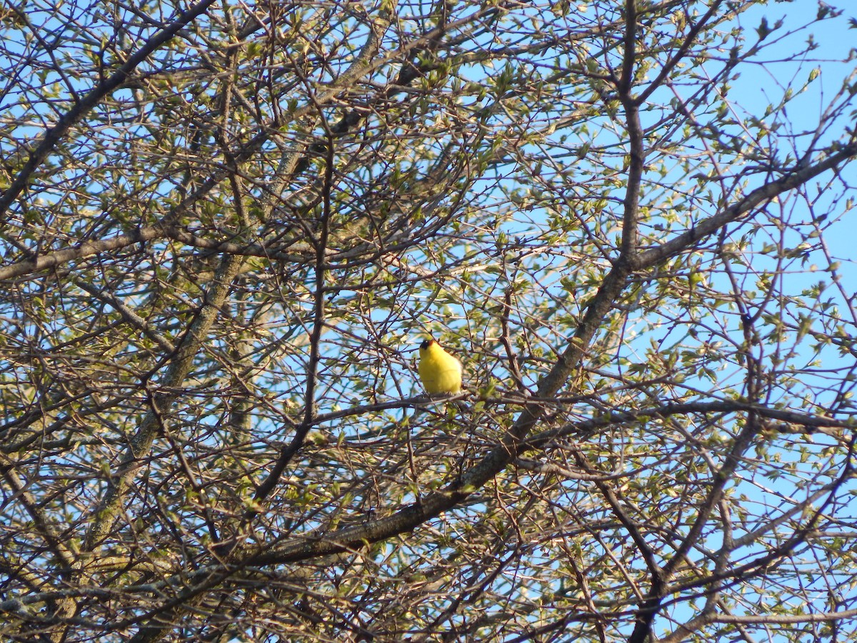 American Goldfinch - ML618038178