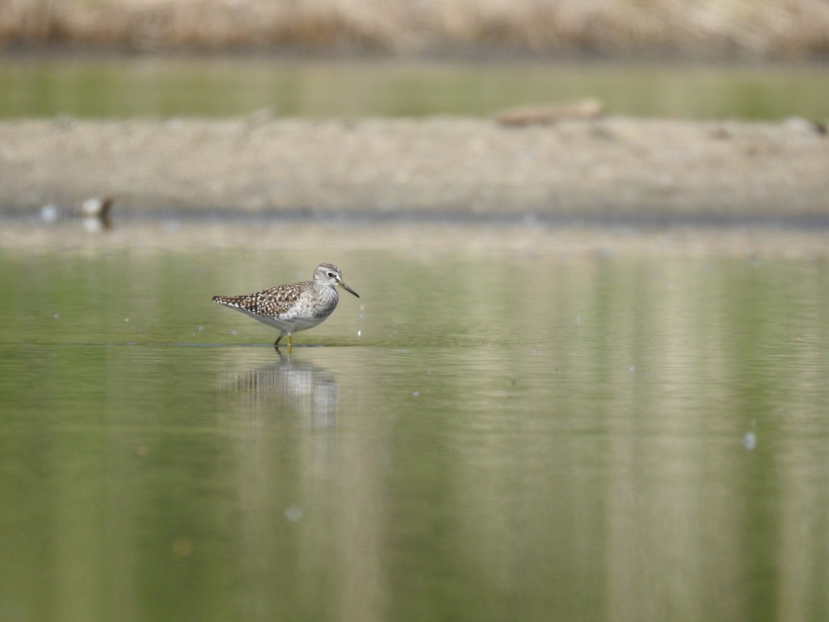 Wood Sandpiper - Matouš Vlček