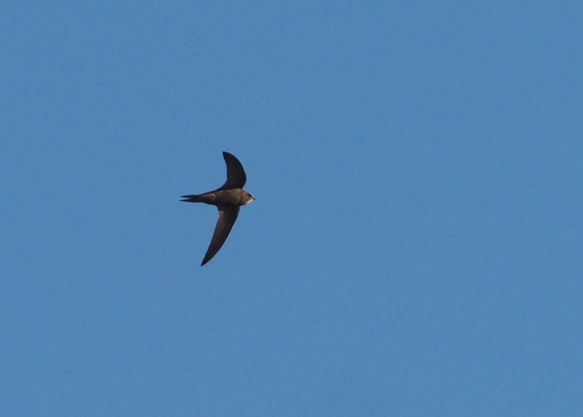 Plain Swift - ML618038246