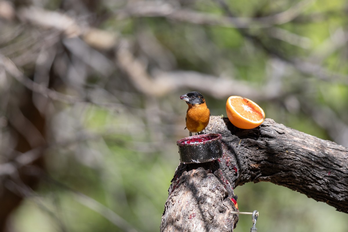 Black-headed Grosbeak - Michael Sadat