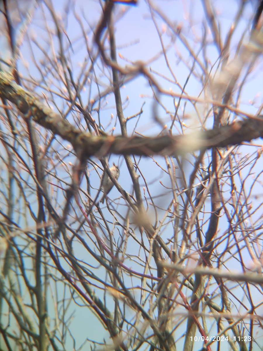 Golden-crowned Kinglet - Santhosh D T