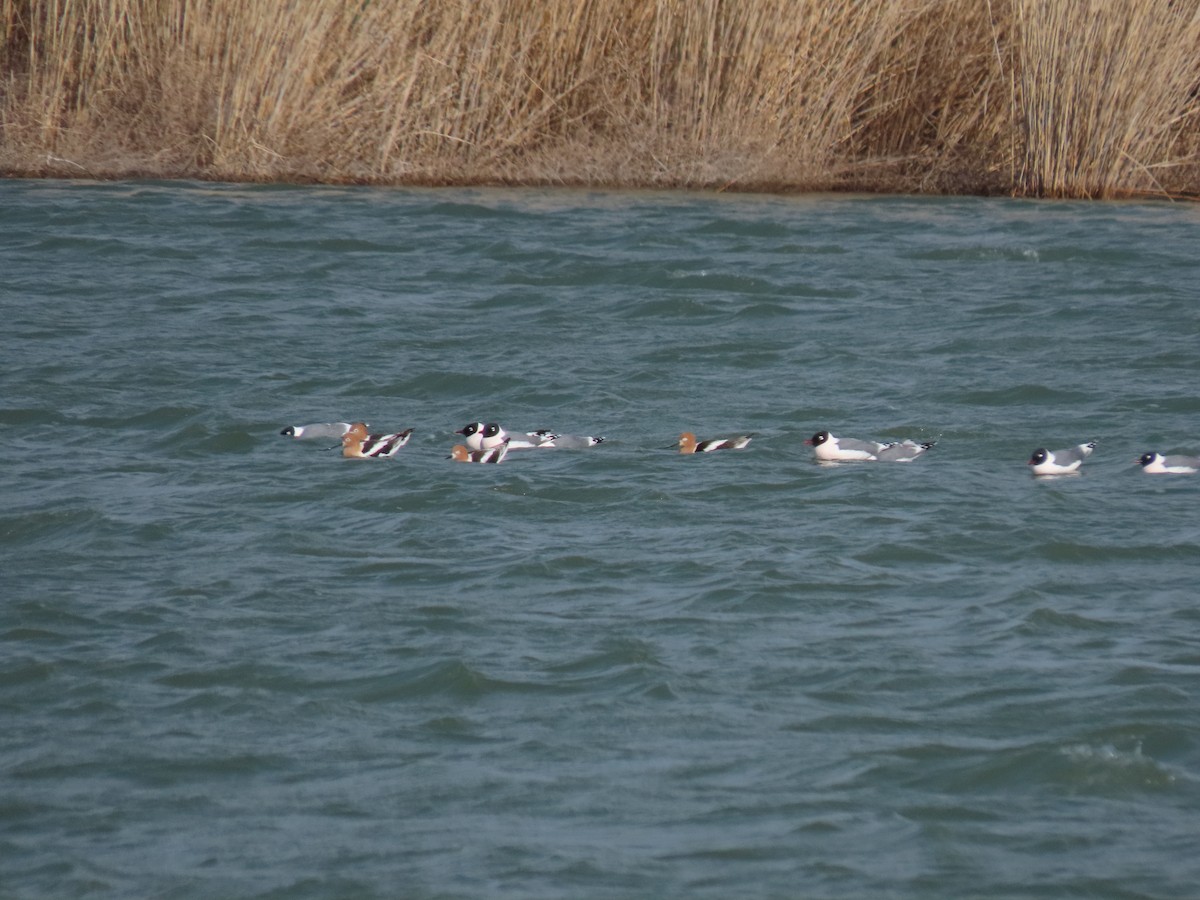 Franklin's Gull - ML618038299