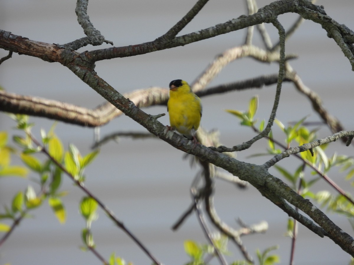 American Goldfinch - Donna Ortuso