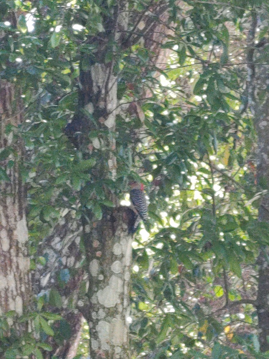 Red-bellied Woodpecker - ML618038370