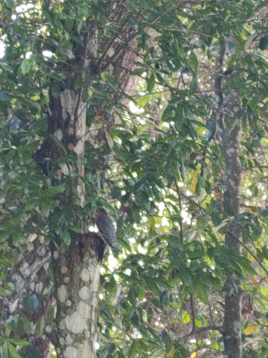 Red-bellied Woodpecker - ML618038371