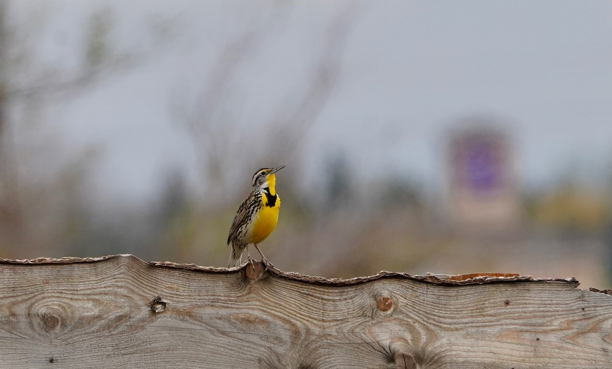 Western Meadowlark - ML618038425