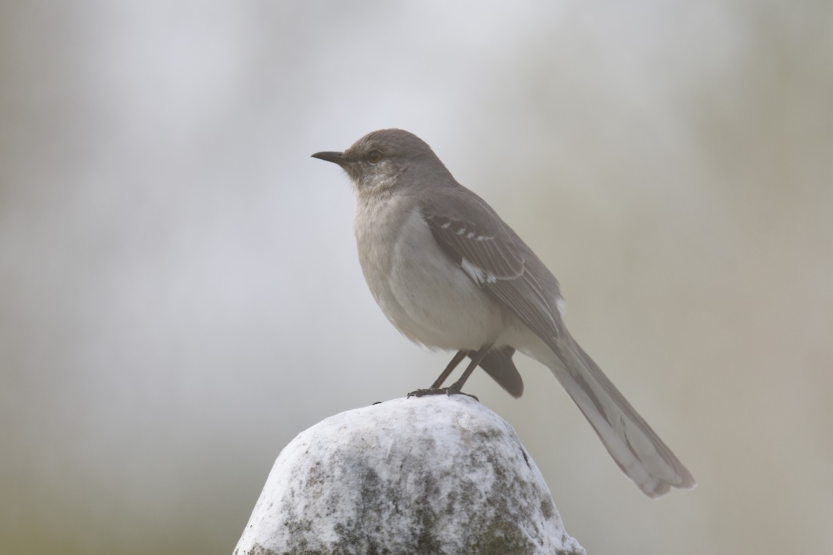 Northern Mockingbird - ML618038436