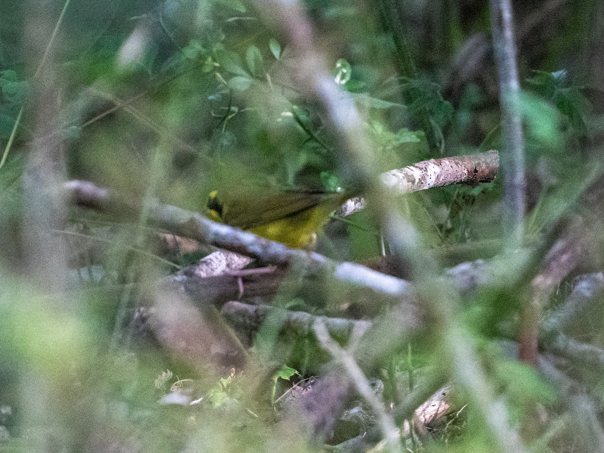 Kentucky Warbler - A Birder