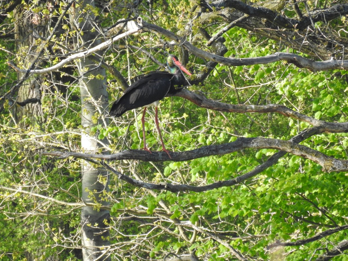 Black Stork - ML618038530