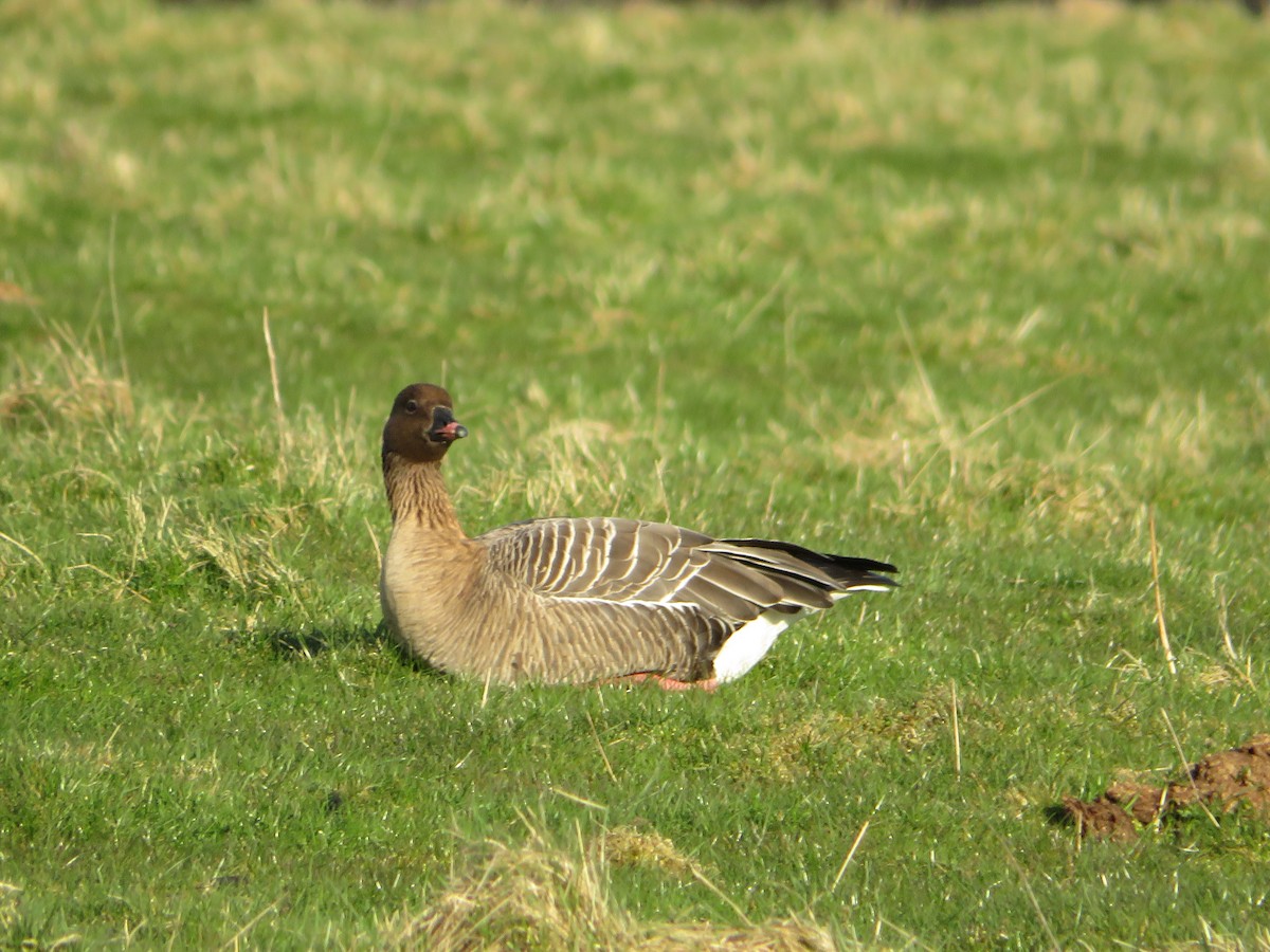 Pink-footed Goose - Emma Greenberg