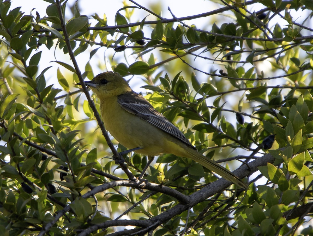 Hooded Oriole - Rene Reyes