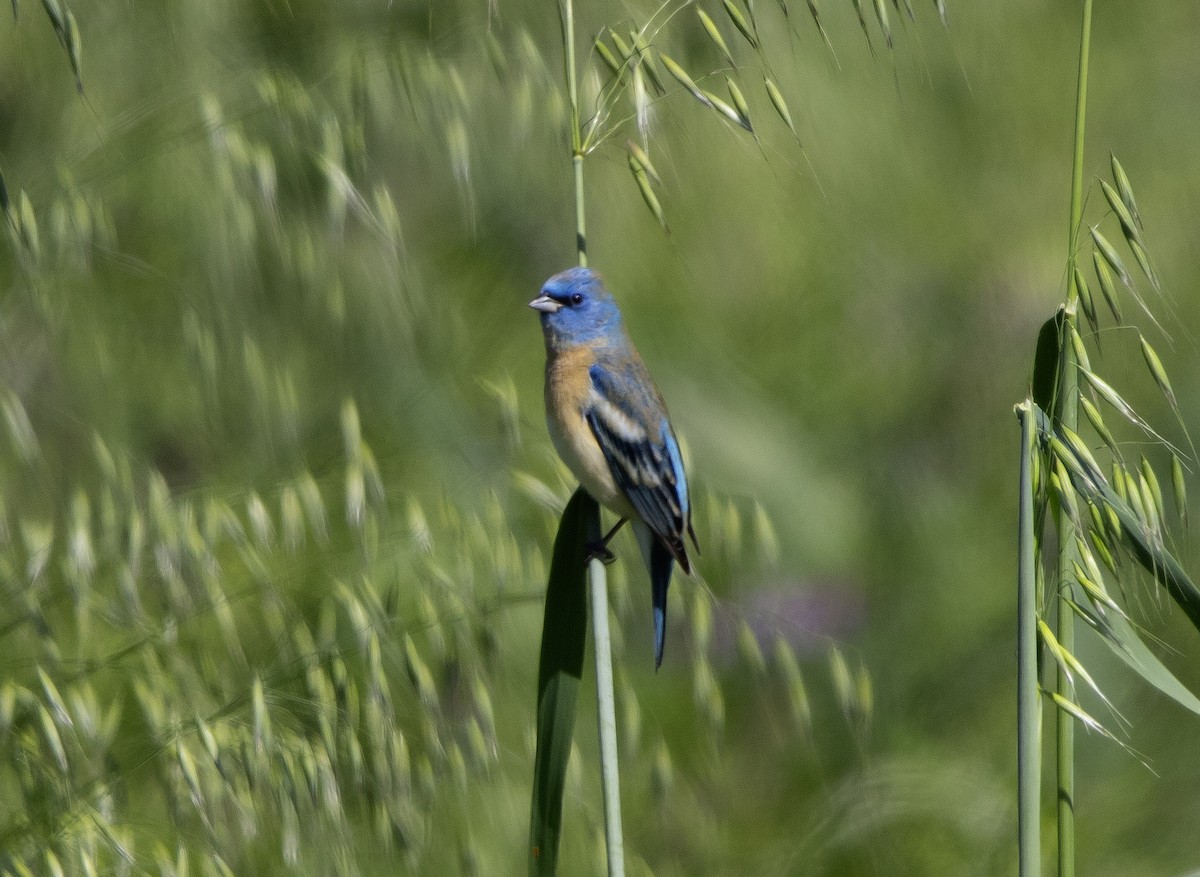 Lazuli Bunting - ML618038574