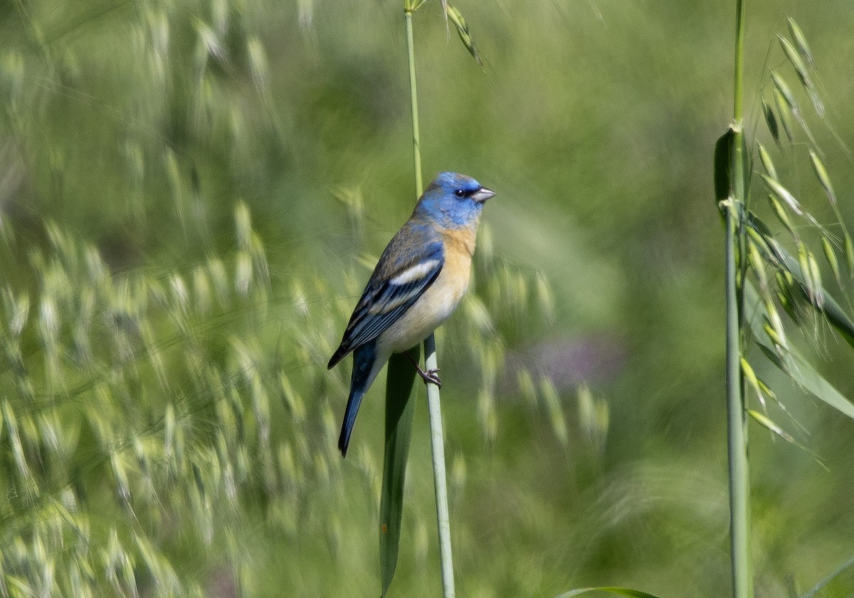 Lazuli Bunting - ML618038575