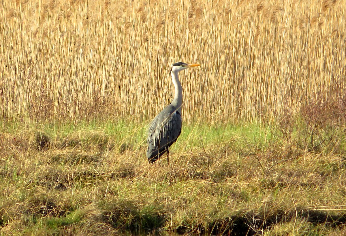 Gray Heron - ML618038590