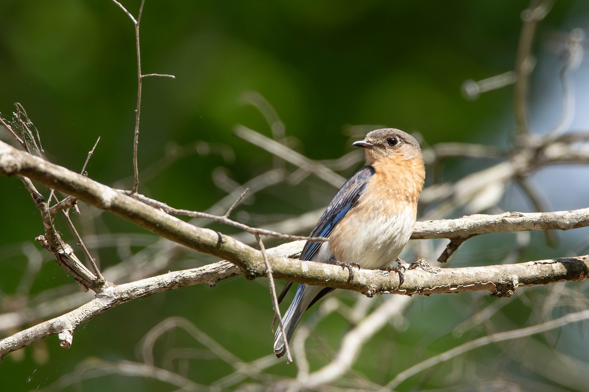 Eastern Bluebird - ML618038608