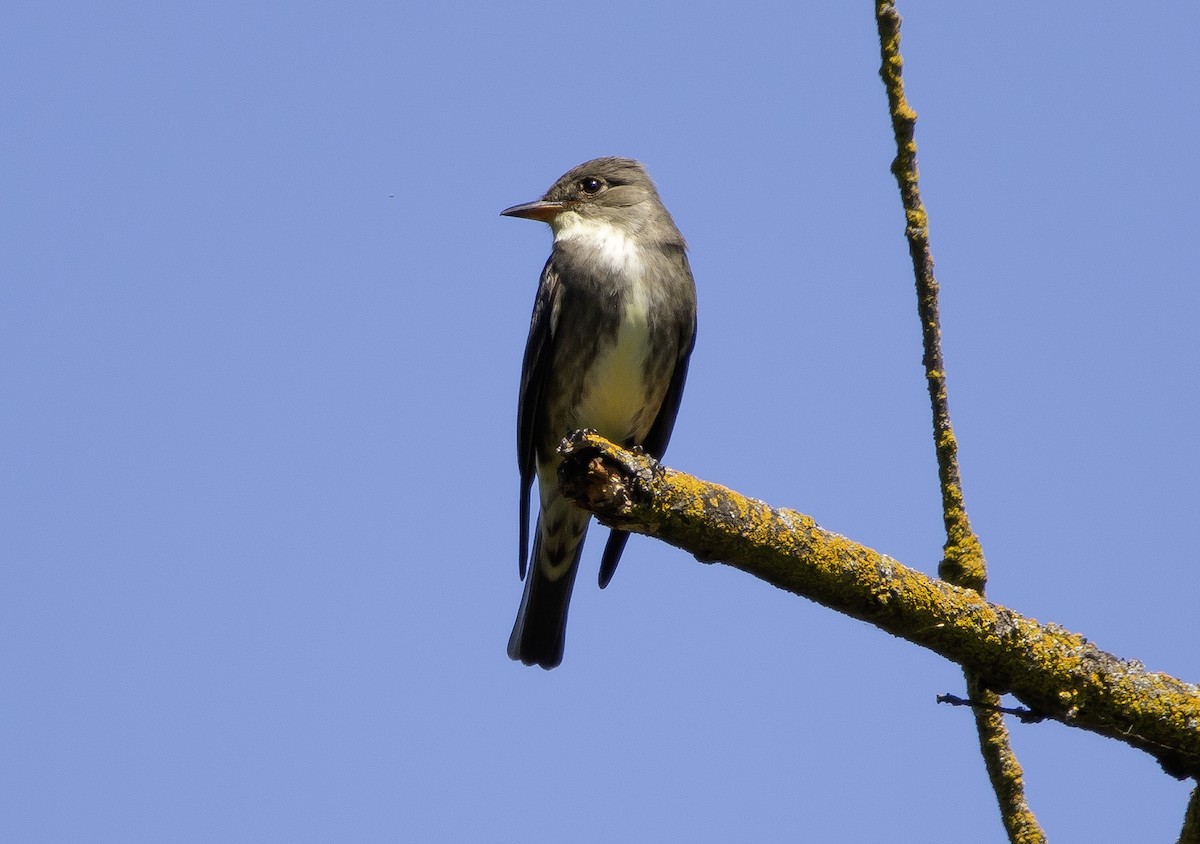 Olive-sided Flycatcher - ML618038611