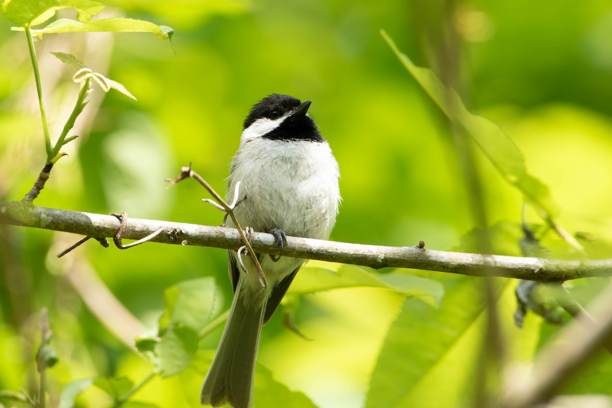 Carolina Chickadee - Nick Hoffmann