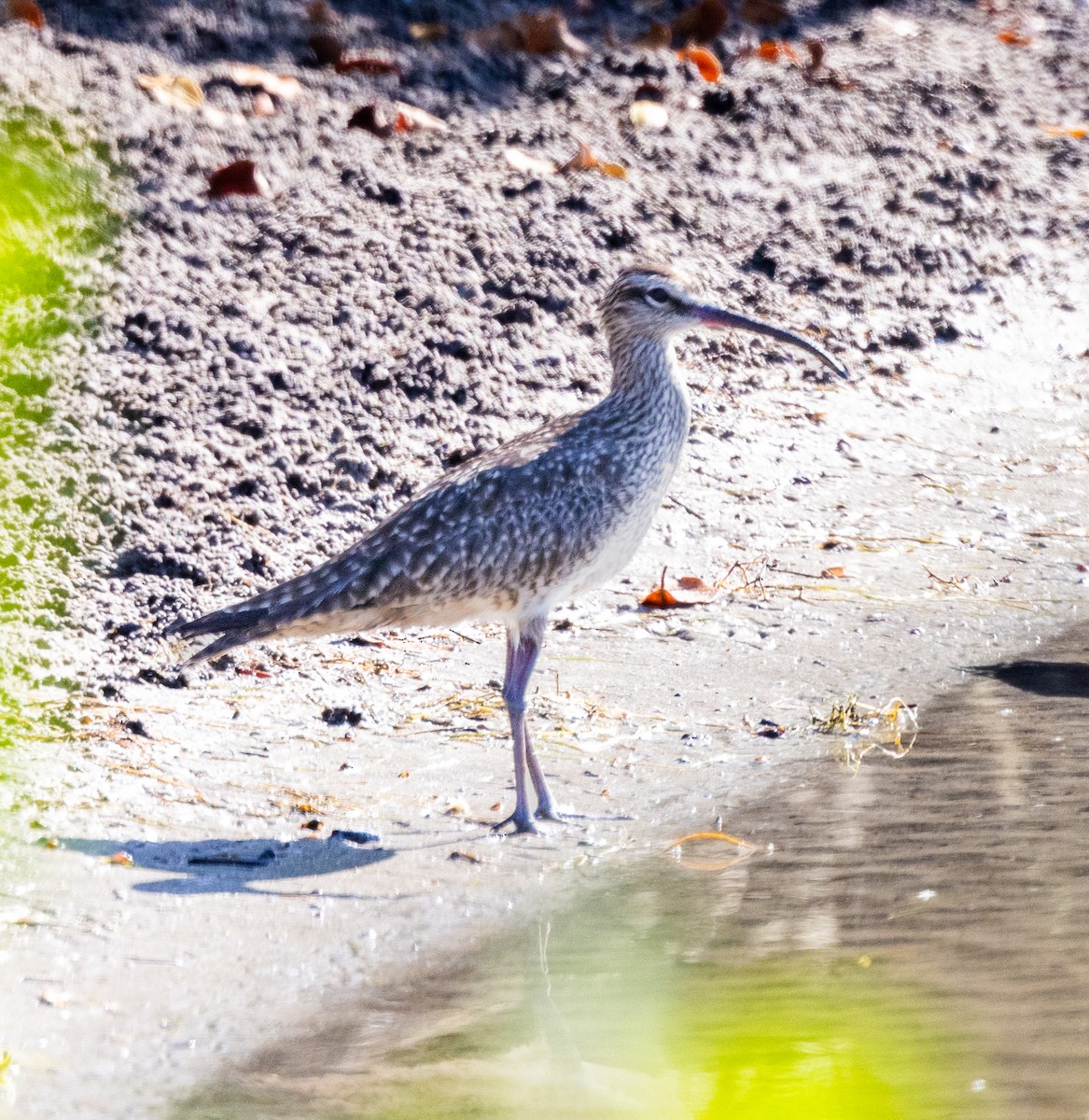 Whimbrel - Joseph Pescatore