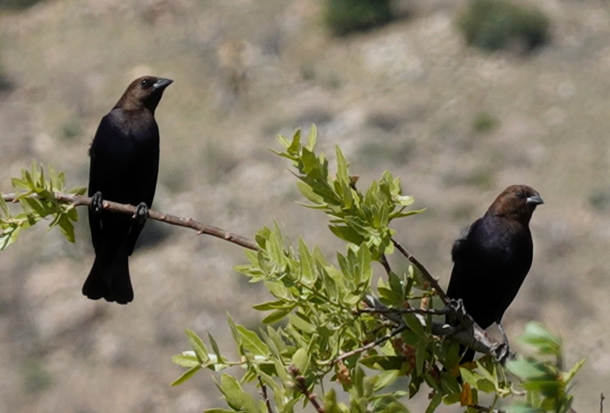 Brown-headed Cowbird - ML618038645