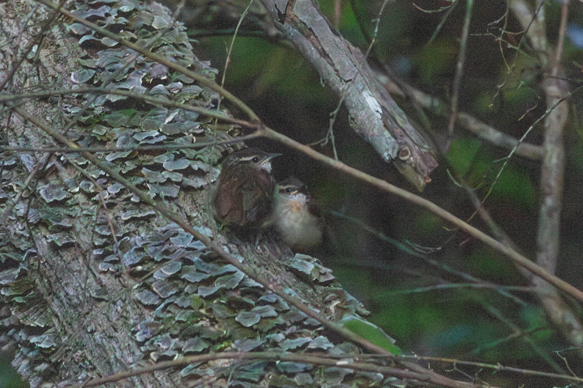 Carolina Wren - ML618038653