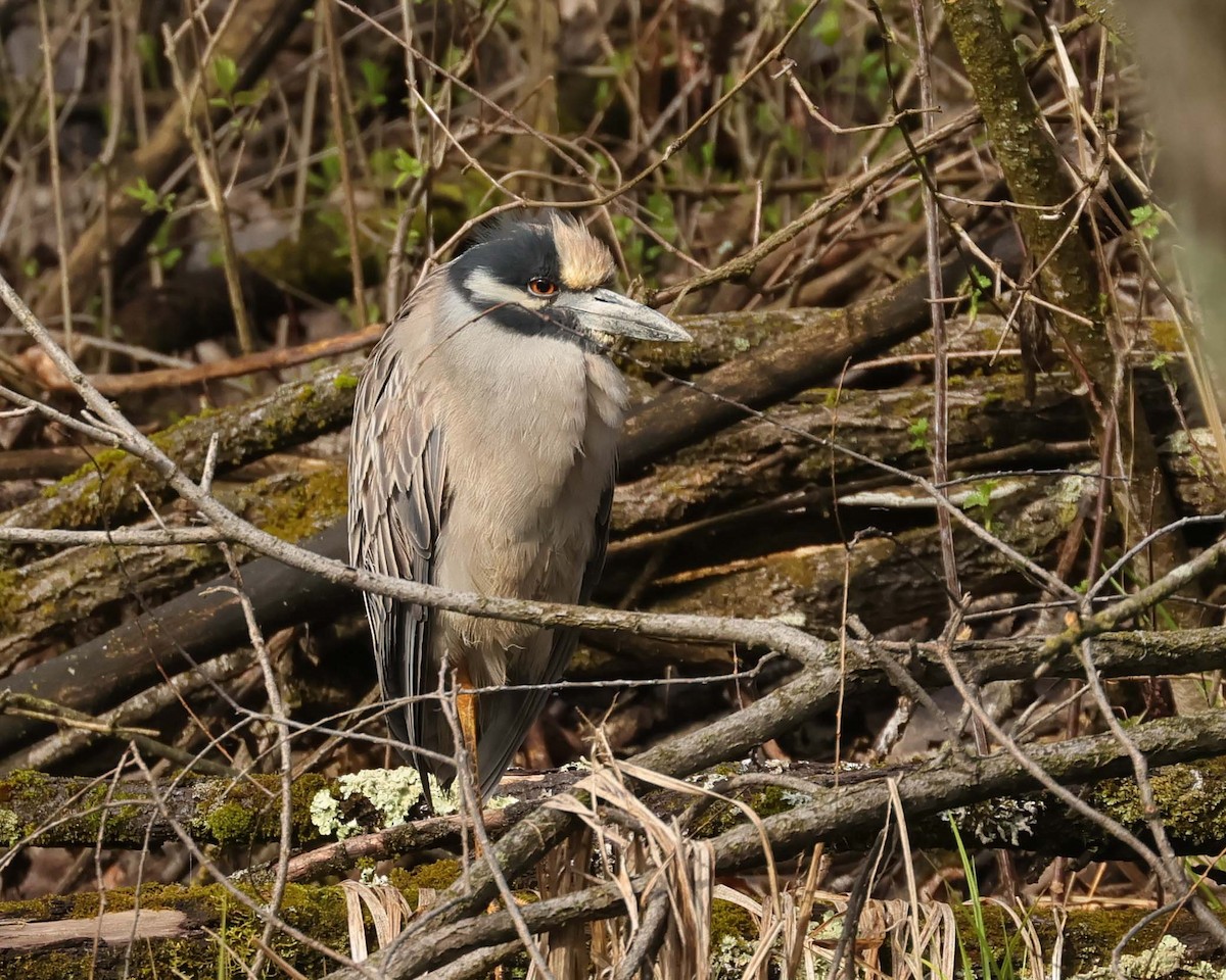 Yellow-crowned Night Heron - Jan Albers