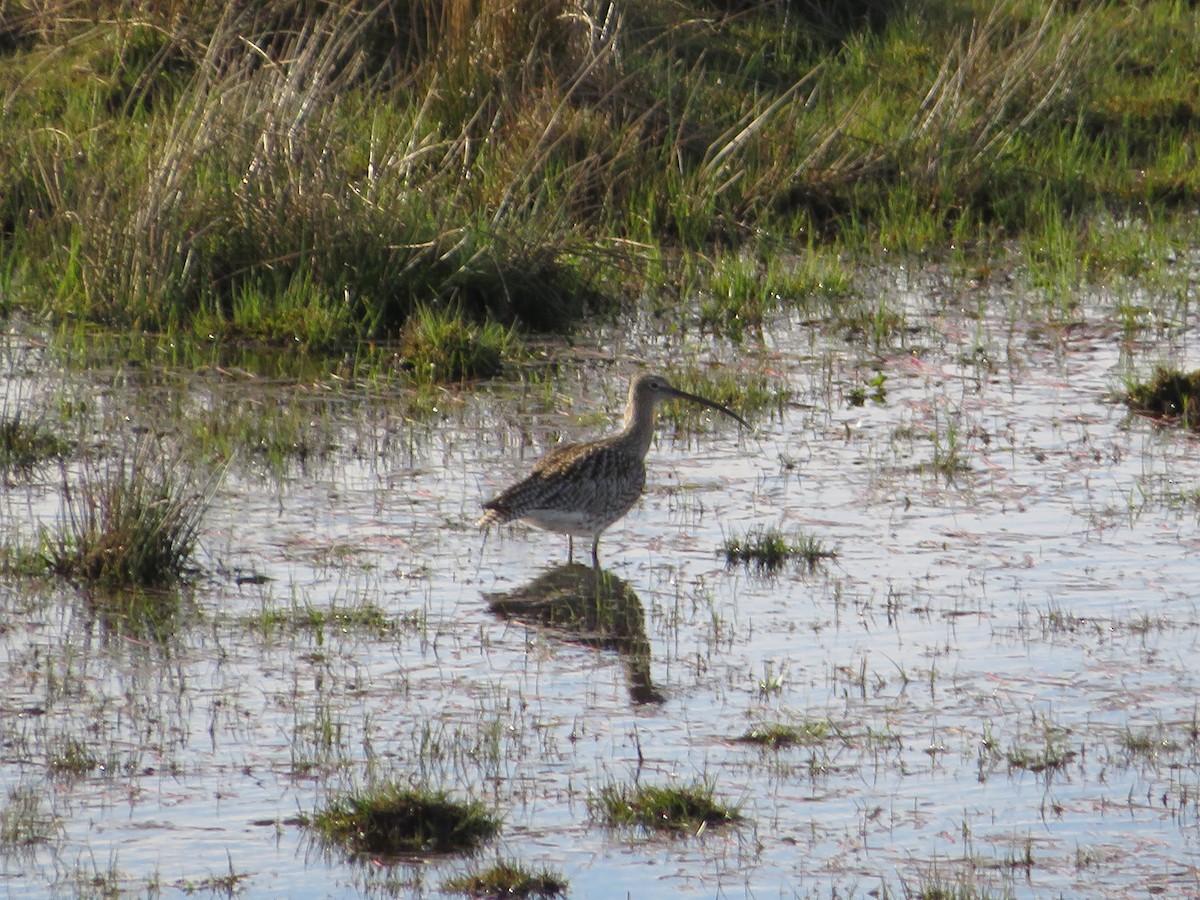 Eurasian Curlew - ML618038703