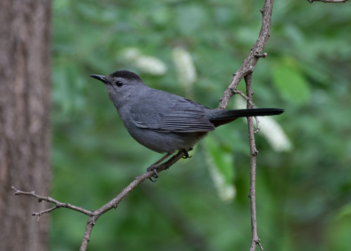 Gray Catbird - Daniel Liebman