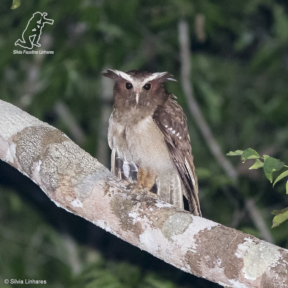 Crested Owl - Silvia Faustino Linhares